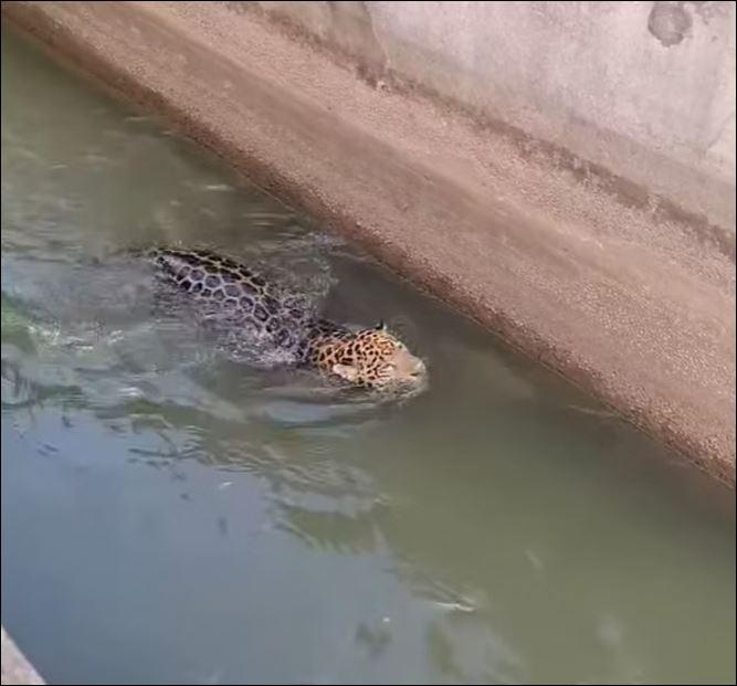 Onça-pintada é resgatada após ser encontrada em conduto de usina em área rural