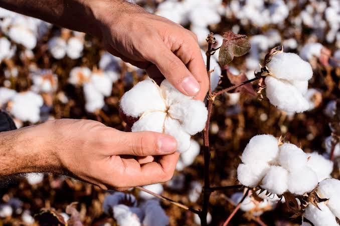 Algodão mantém bom ritmo em MT, mas falta de chuva preocupa o Araguaia