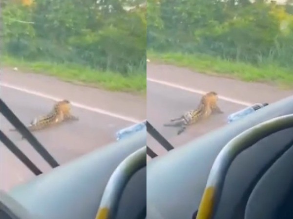 Vídeo mostra onça-pintada se arrastando após atropelamento