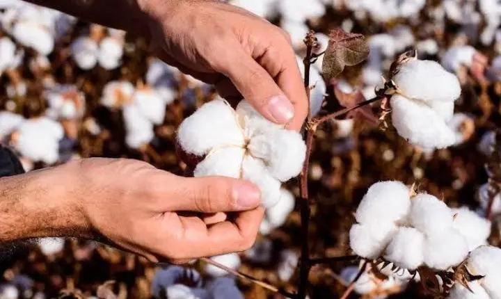 Algodão mantém bom ritmo em MT, mas falta de chuva preocupa o Araguaia