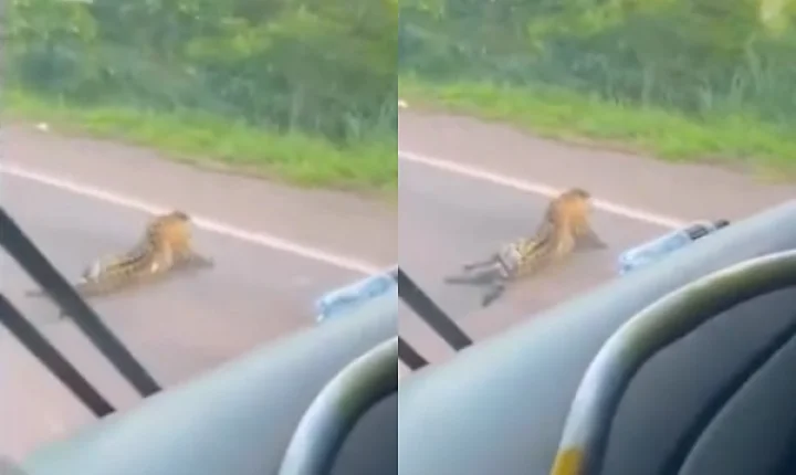 Vídeo mostra onça-pintada se arrastando após atropelamento